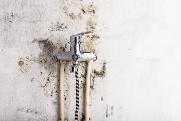 Best Basement Mold Remediation in Elliston, VA