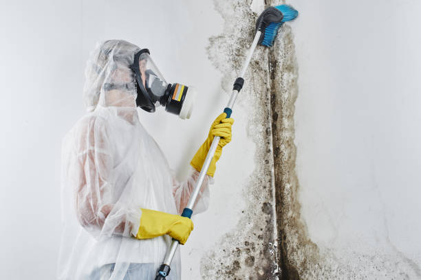 Best Mold Remediation for Specific Building Types in Elliston, VA