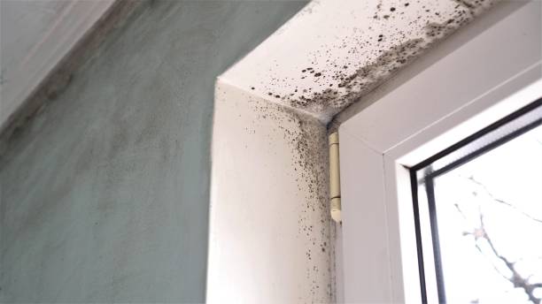 Best Emergency Mold Remediation in Elliston, VA