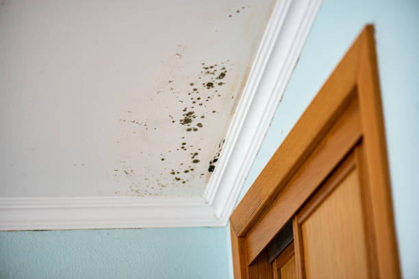 Best Preventive Mold Services in Elliston, VA
