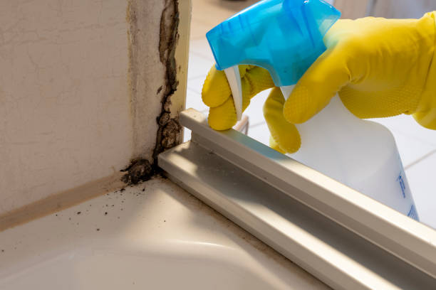 Best Basement Mold Remediation in Elliston, VA