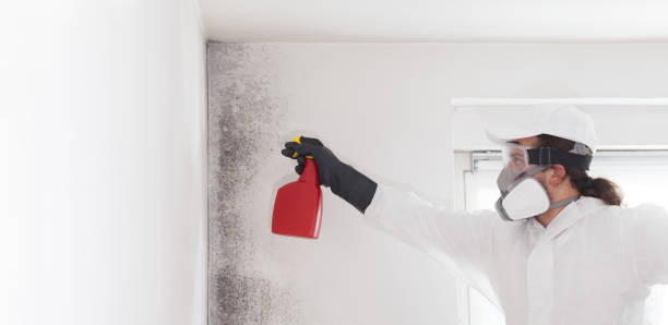 Best Insurance-Related Mold Remediation in Elliston, VA