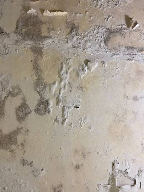 Best Attic Mold Remediation in Elliston, VA