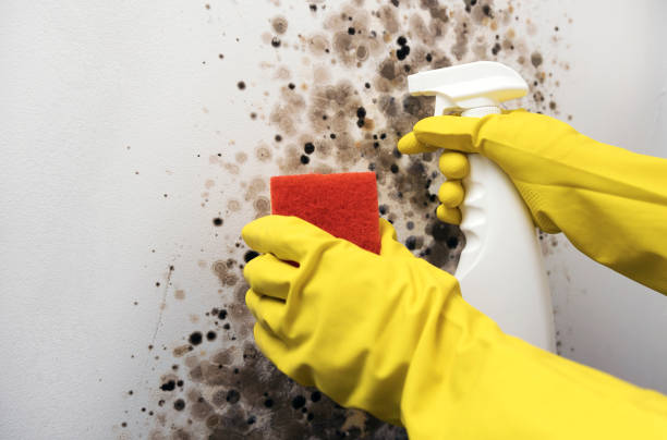 Professional Mold Remediation in Elliston, VA