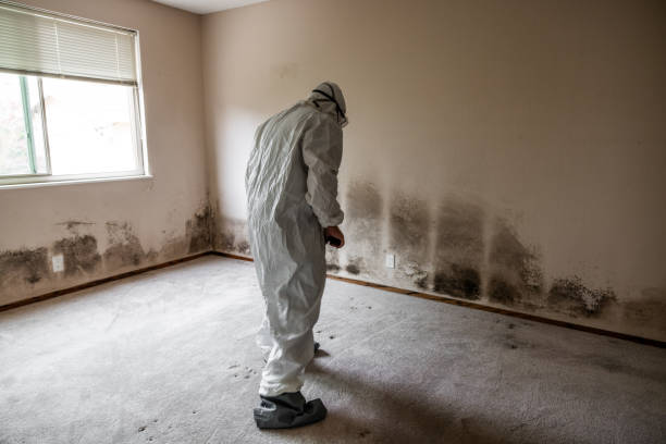Best Black Mold Remediation in Elliston, VA