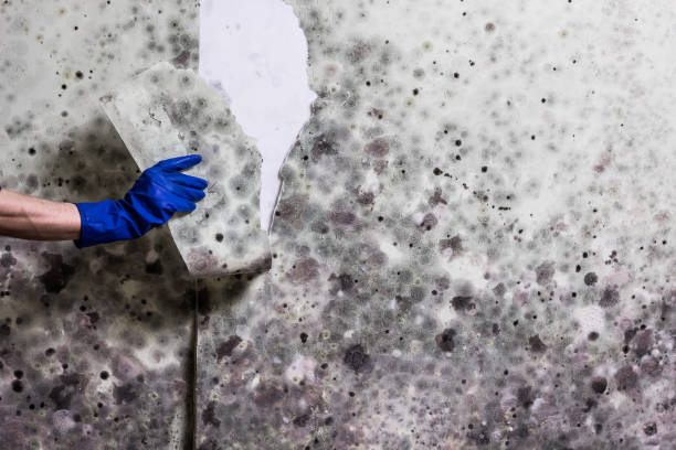 Elliston, VA Mold Remediation Company